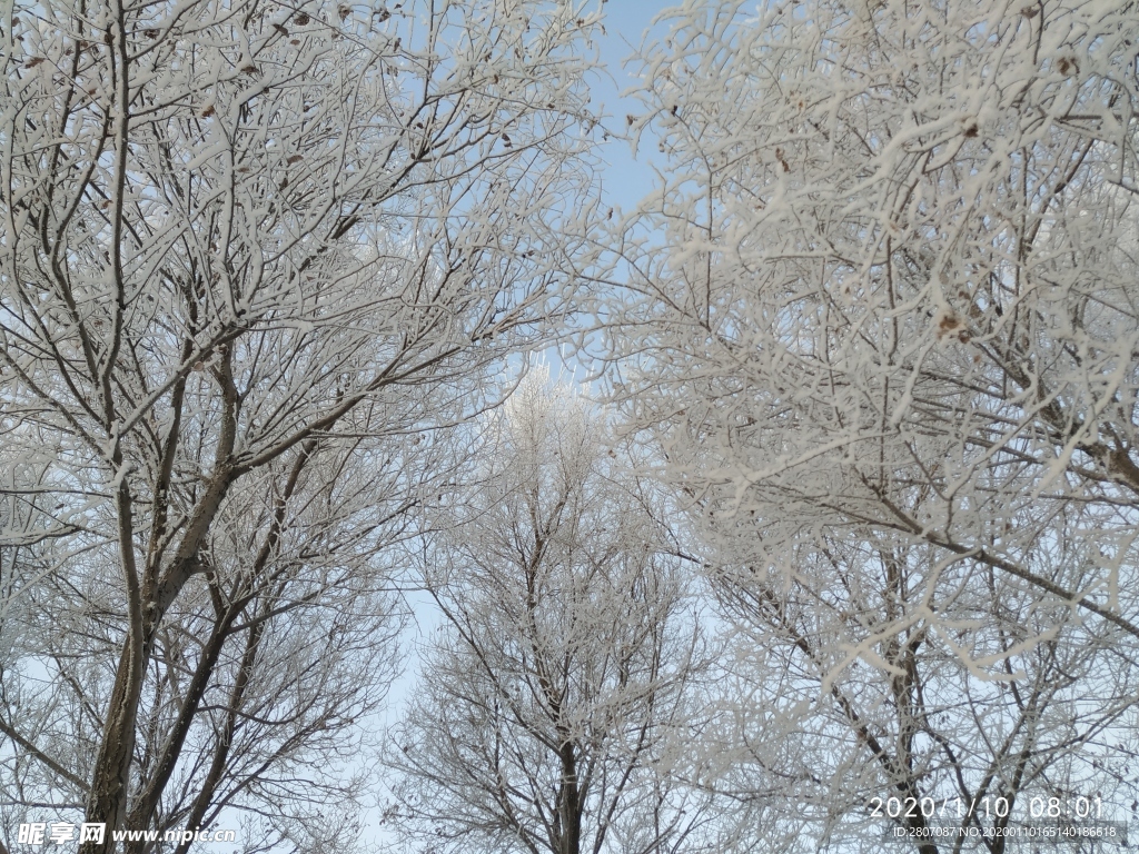 雾凇 树挂 积雪 东北 冬天