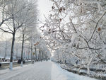 雾凇 树挂 积雪 东北 冬天
