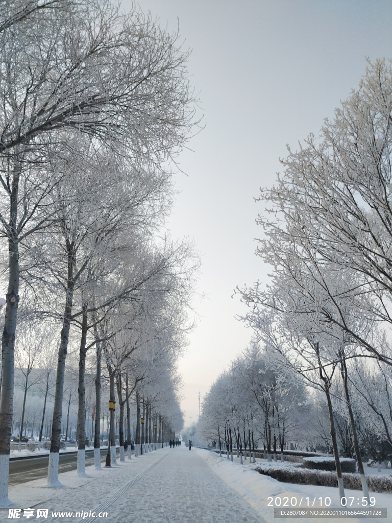 雾凇 树挂 积雪 东北 冬天