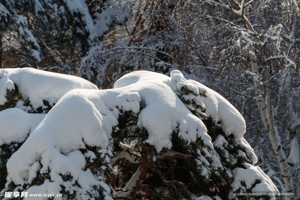 白雪