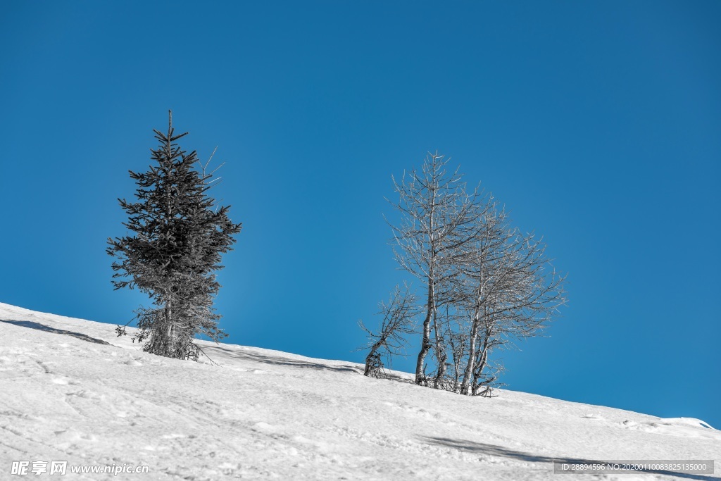 雪景