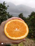 奉节脐橙 水果橙