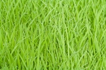 稻草