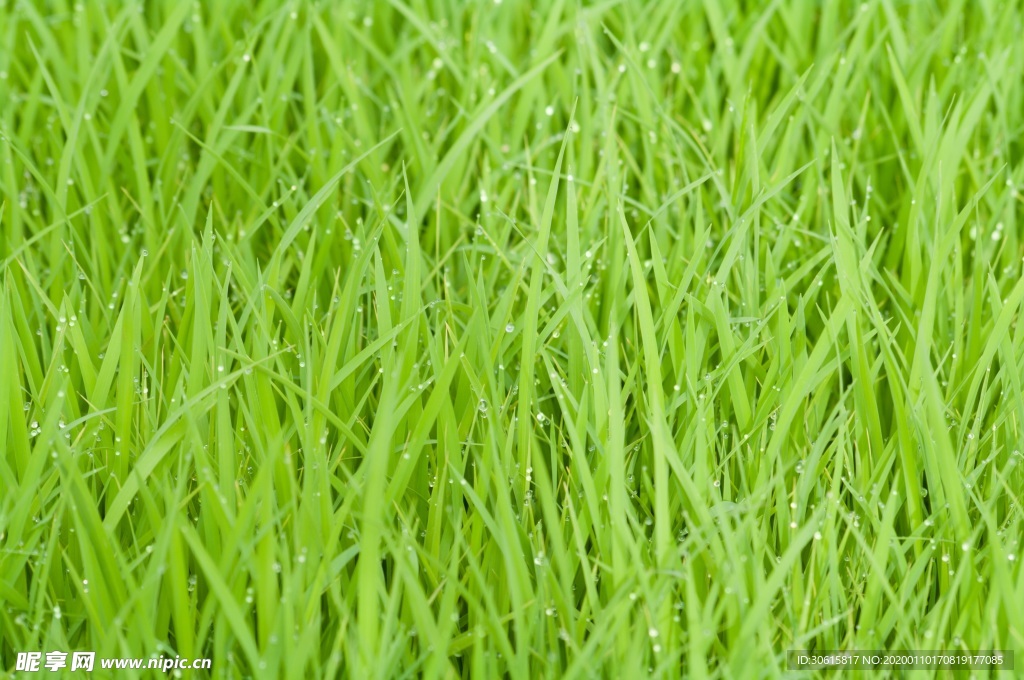 稻草