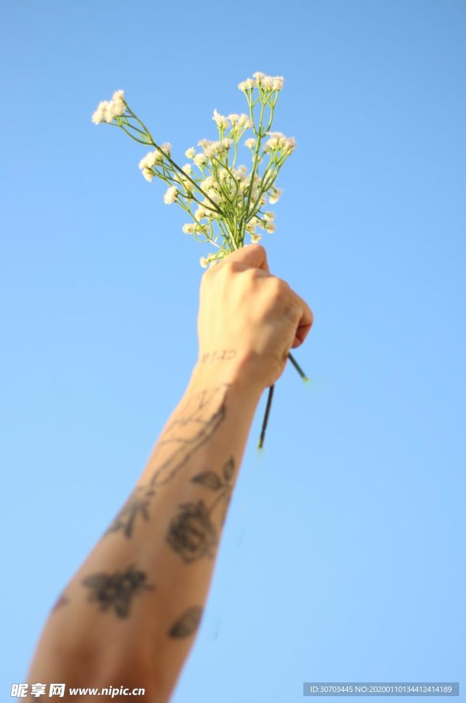 绿色蒲公英花