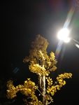 黑夜里的银杏树