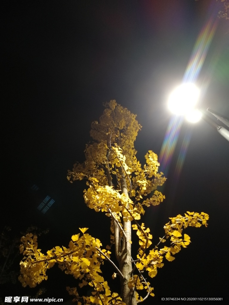 黑夜里的银杏树