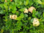 小黄花