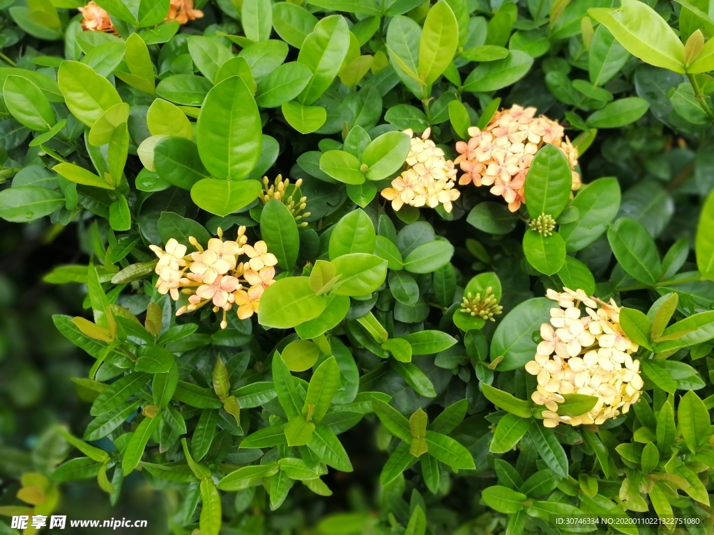 小黄花