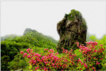 大别山 金刚台猫儿峰 映山红