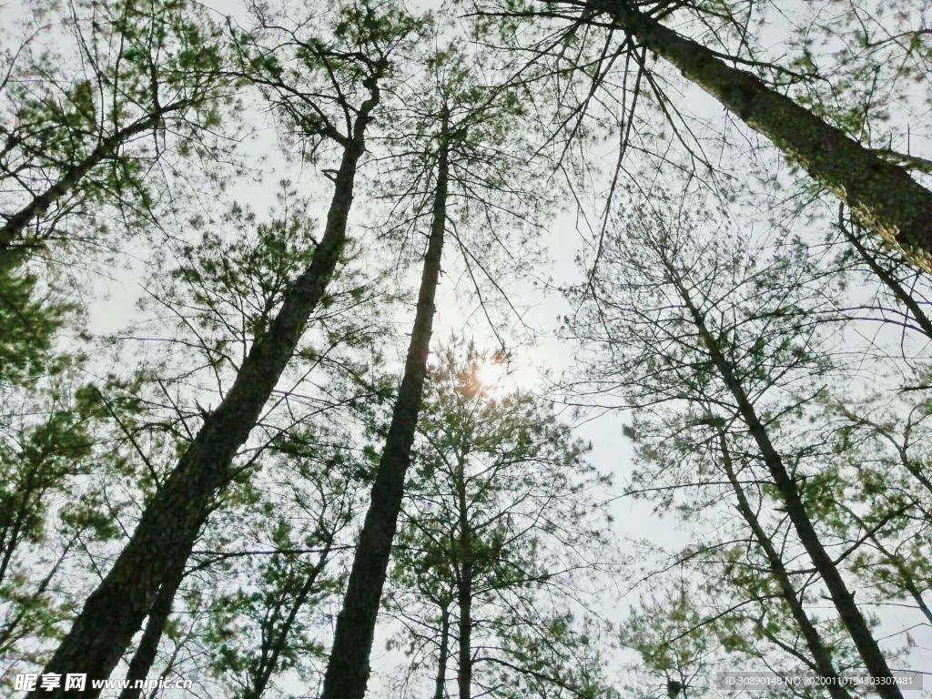 水杉