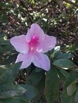山茶花