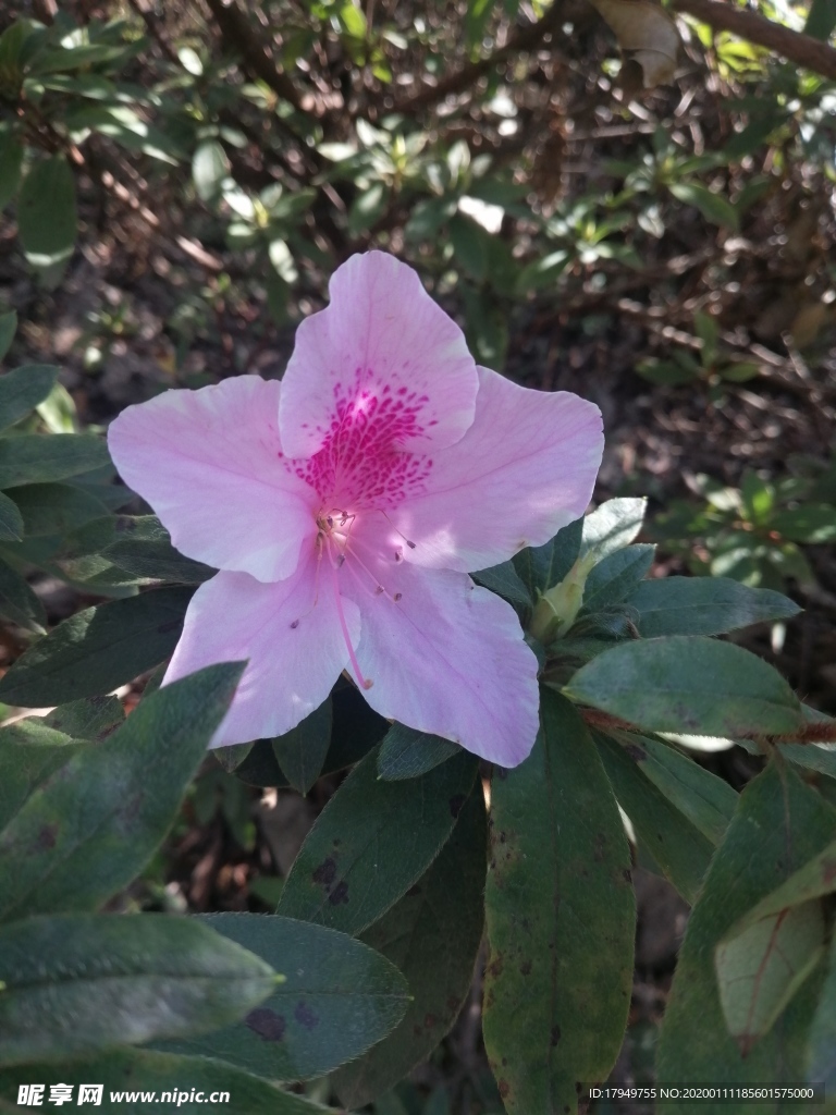 山茶花