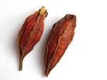 栀子香料 卤菜调料 白底拍摄