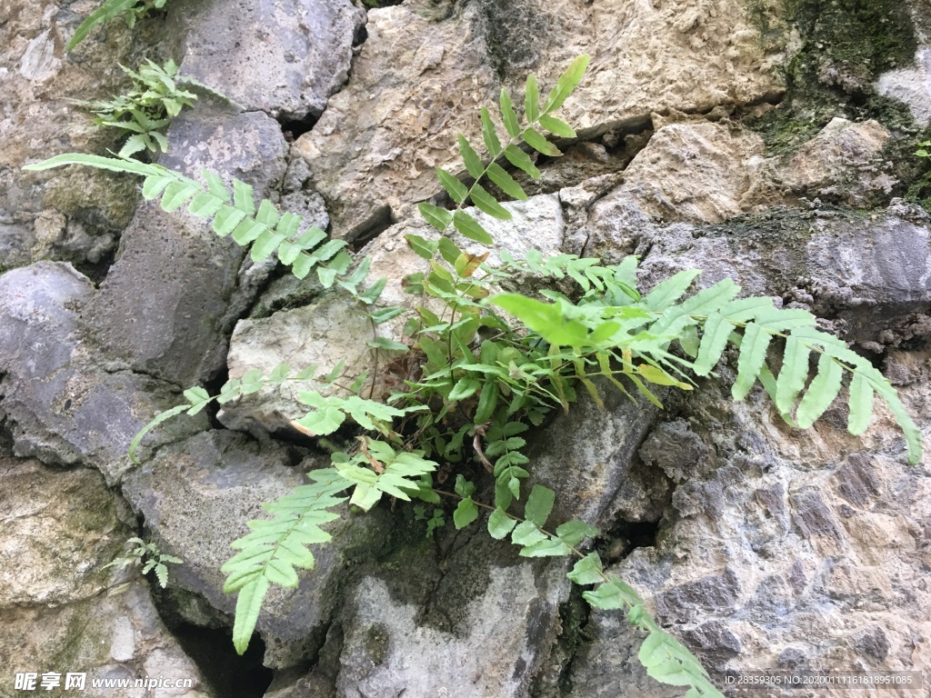 蕨 小苗 蕨小苗 植物 蕨科