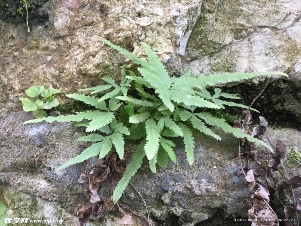 蕨 小苗 蕨小苗 植物 蕨科