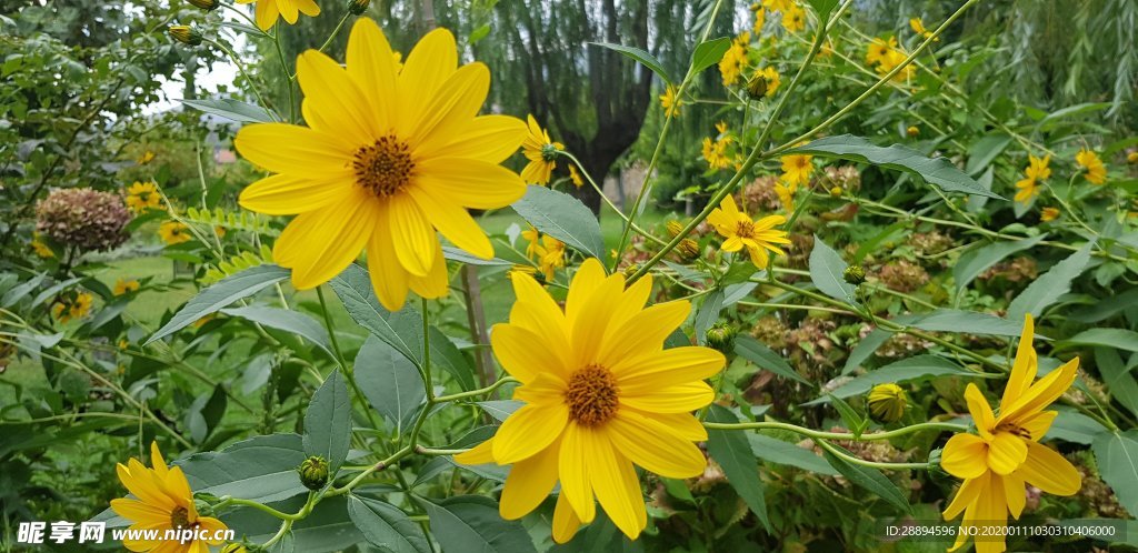 鲜花