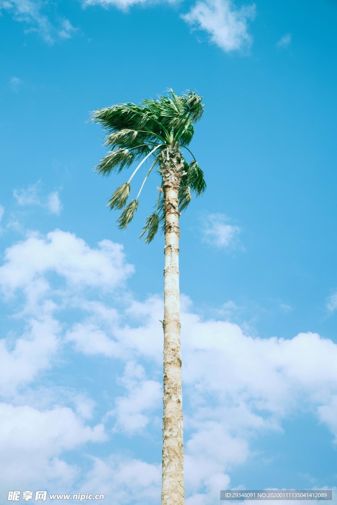 树