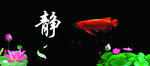鱼缸背景