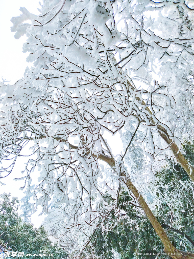 雪树银花