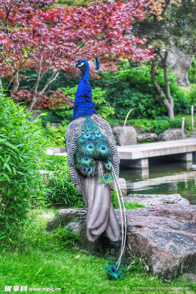 孔雀