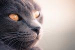 蓝猫