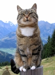 野外的猫