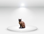 展厅内的猫