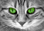 猫眼