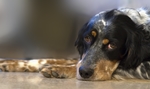 猎犬
