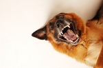 大狼狗德国牧羊犬