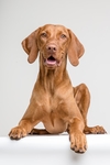 法老王猎犬