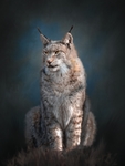 山猫