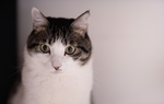 花猫