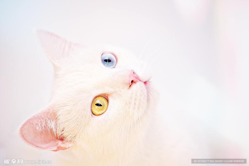 唯美白猫