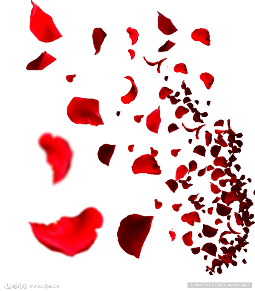 玫瑰花瓣