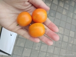 儿子给的金桔