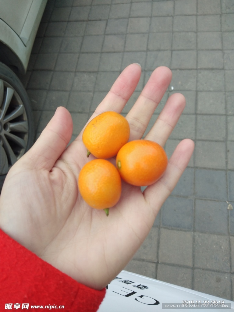 儿子给的金桔