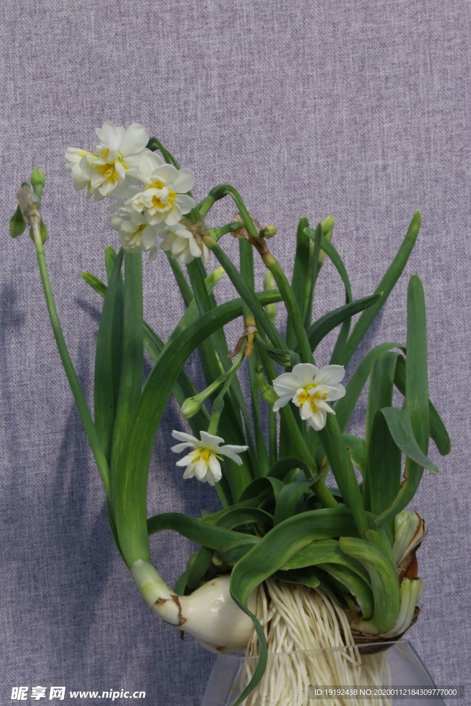水仙花