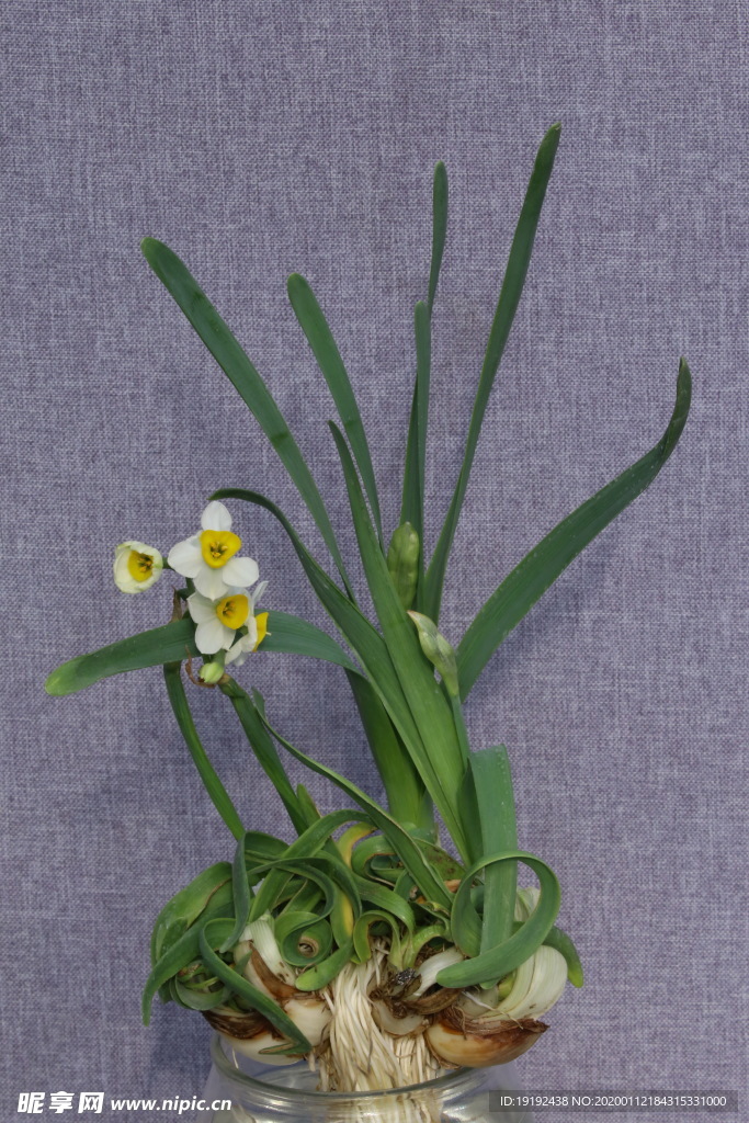 水仙花