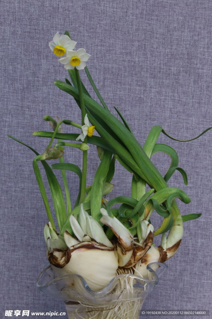 水仙花