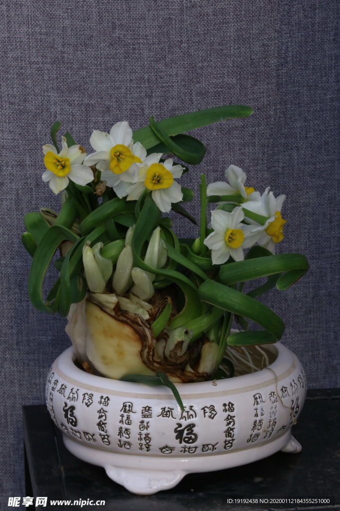 水仙花