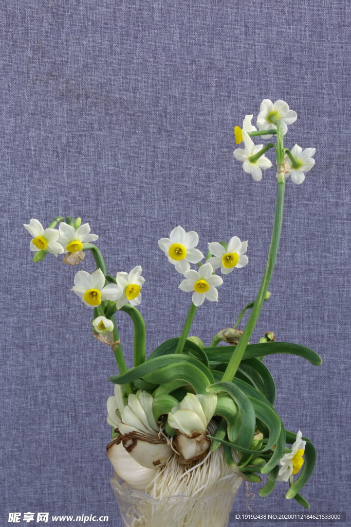 水仙花