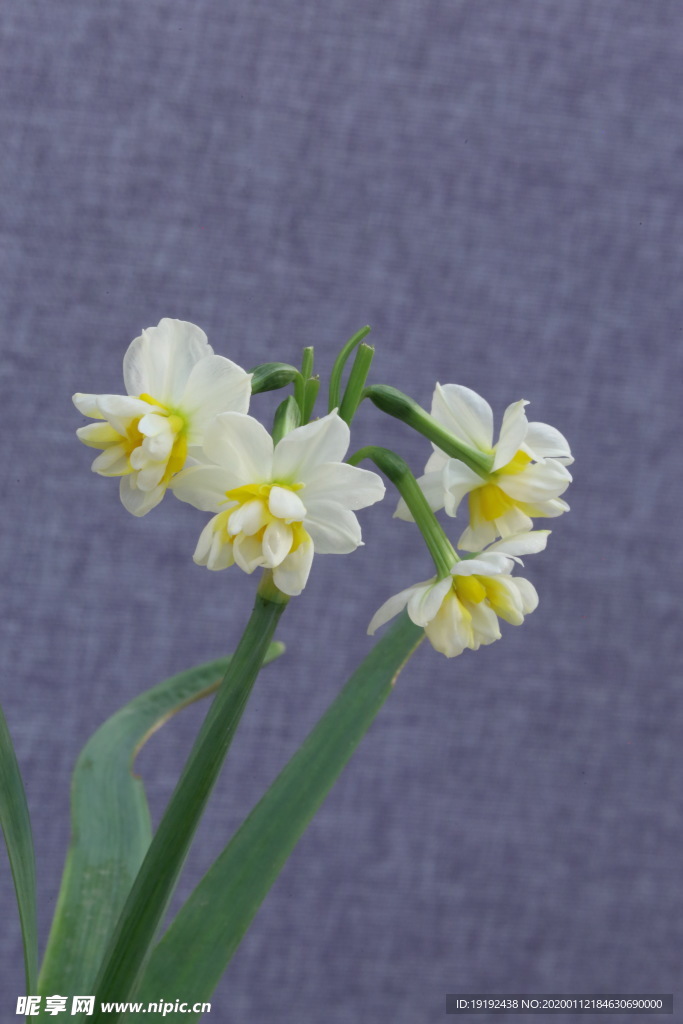水仙花