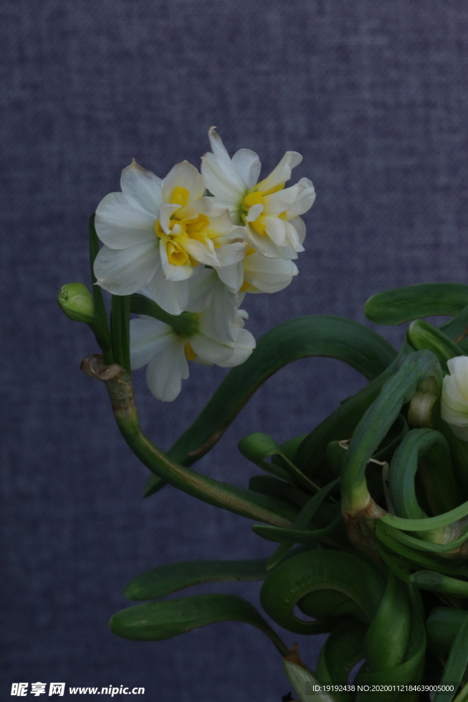 水仙花