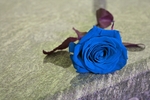 玫瑰花