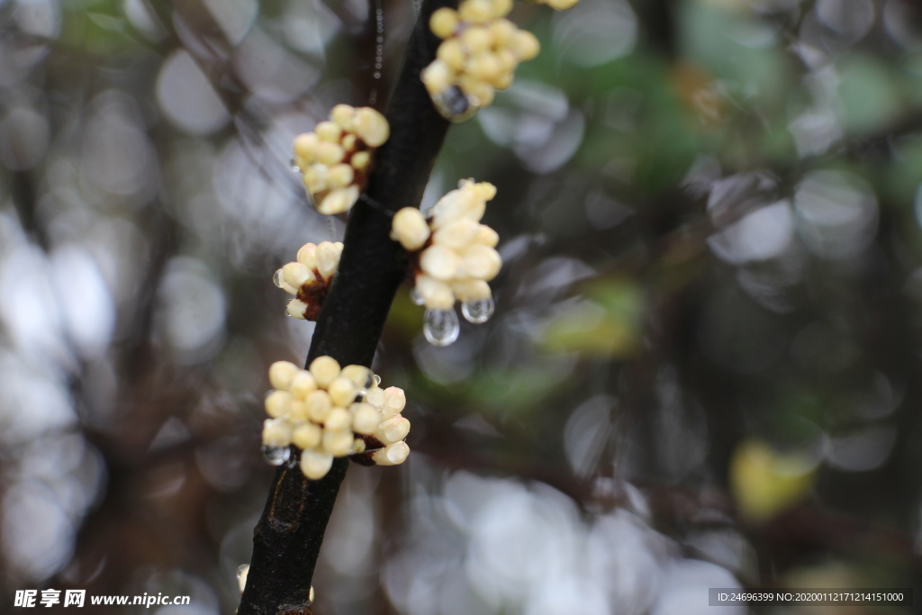 沾有露水的白花