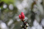 山间的红花