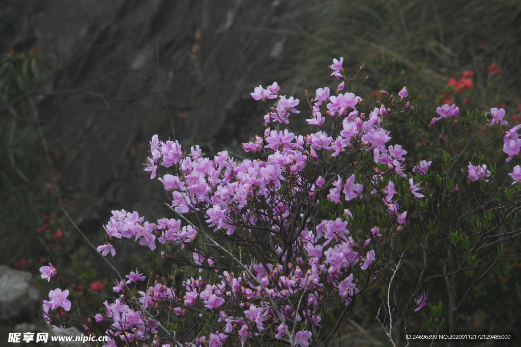 山间的紫穗槐