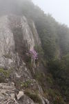 山间的紫色花